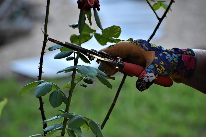 Pruning Practices
