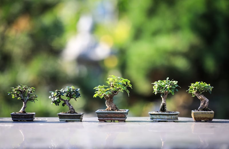 Zen Garden Kit
